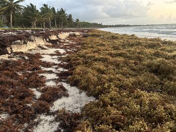 La maldición del sargazo