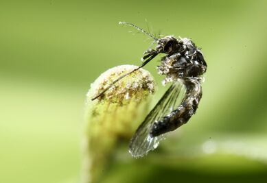 Japón obligará a informar sobre casos relacionados con el Zika