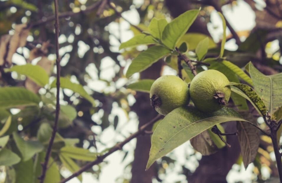 Por qué es bueno comenzar el día comiendo guayabas