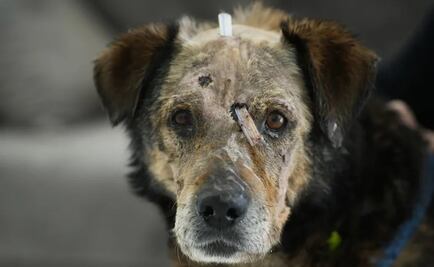 Pese a la guerra, mascotas permanecen junto a los cuerpos de sus dueños en Ucrania