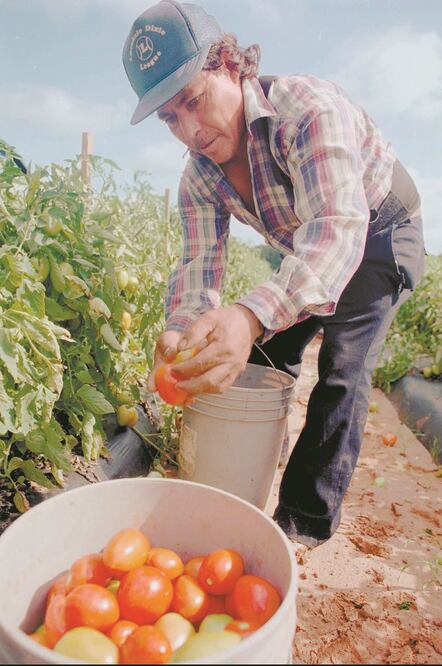 Ofer ta. La propuesta plantea que el migrante continúe laborando en la agricultura. ARCHIVO EL UNIVERSAL