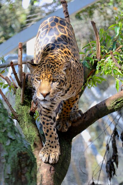 El tráfico ilegal de especies ocupa el tercer lugar en los negocios ilícitos más lucrativos del mundo. Foto Napoleón Fillat