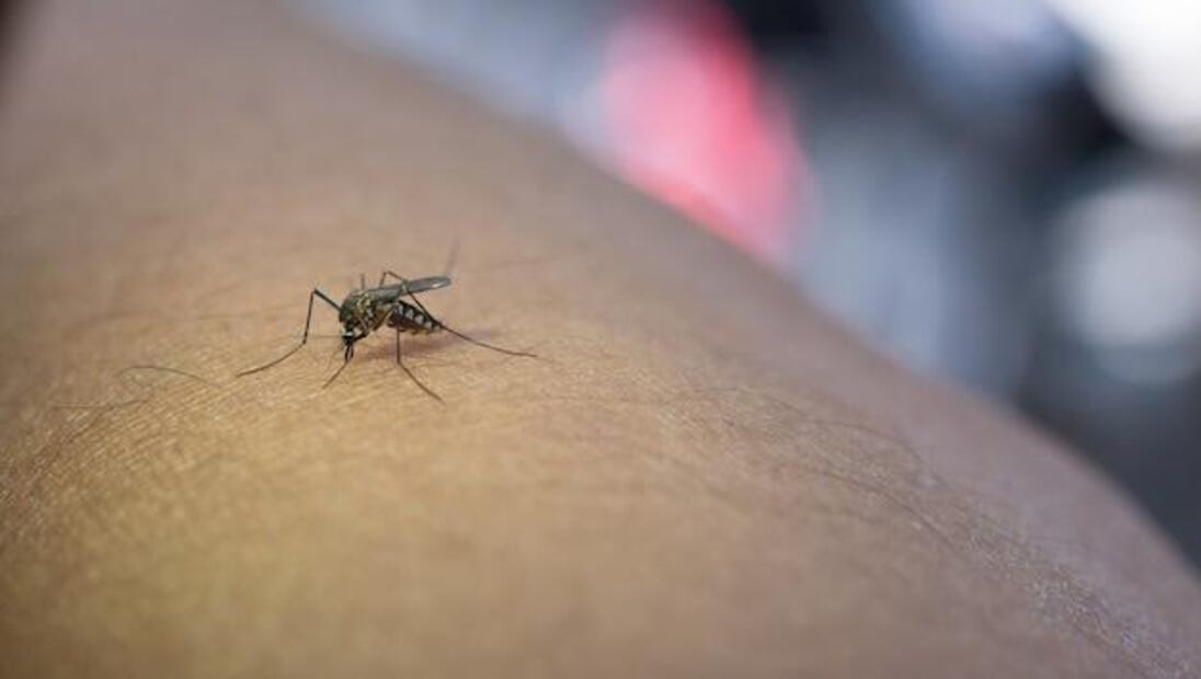 El aumento de casos y los mitos que complican la prevención del dengue. Fuente: Freepik.