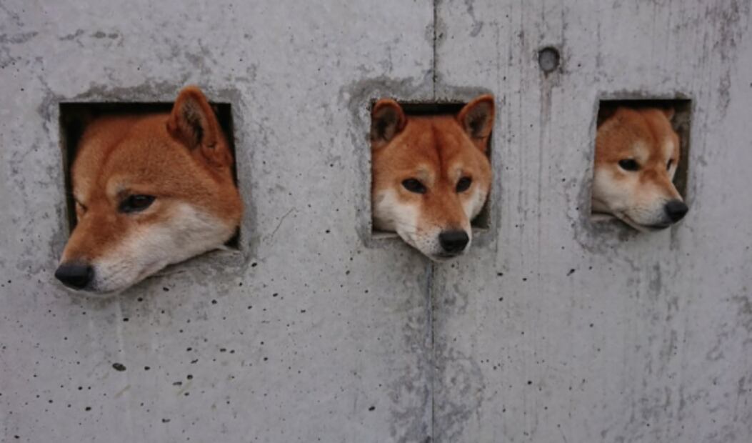 ¿Qué es la Dogecoin, la criptomoneda inspirada en un meme?