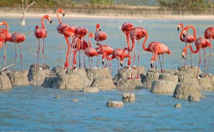 Protegen flamencos en Yucatán; El Cuyo aplica acceso controlado para resguardar su anidación