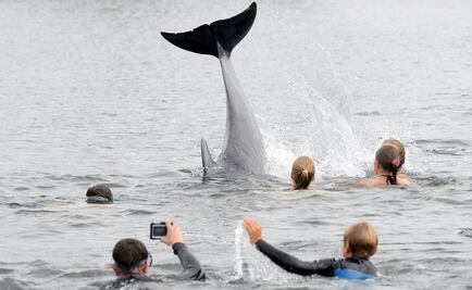 Delfín "visita" a bañistas en Alemania 