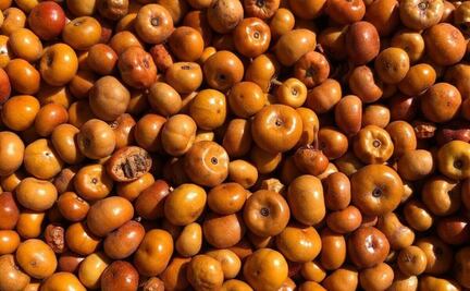 ¿Qué es y para qué sirve la pingüica?