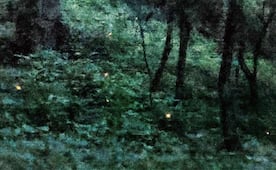 En el Bosque Esmeralda la luz nace de los insectos; conoce el santuario de las luciérnagas