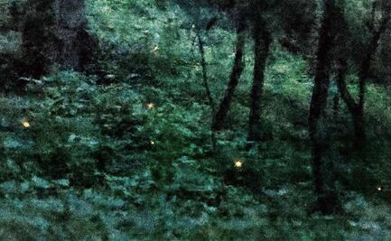 En el Bosque Esmeralda la luz nace de los insectos; conoce el santuario de las luciérnagas