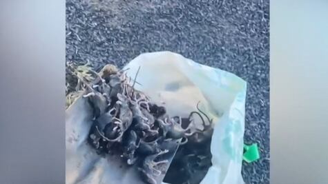 ¿Por qué Australia atraviesa la peor plaga de roedores en años?