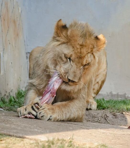 Los leones son depredadores carnívoros. Fuente: Freepik.