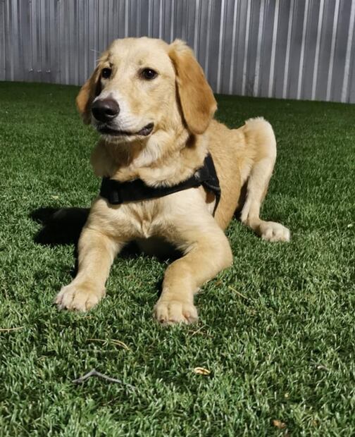 Preparan en Sonora a perros para detección de Covid-19