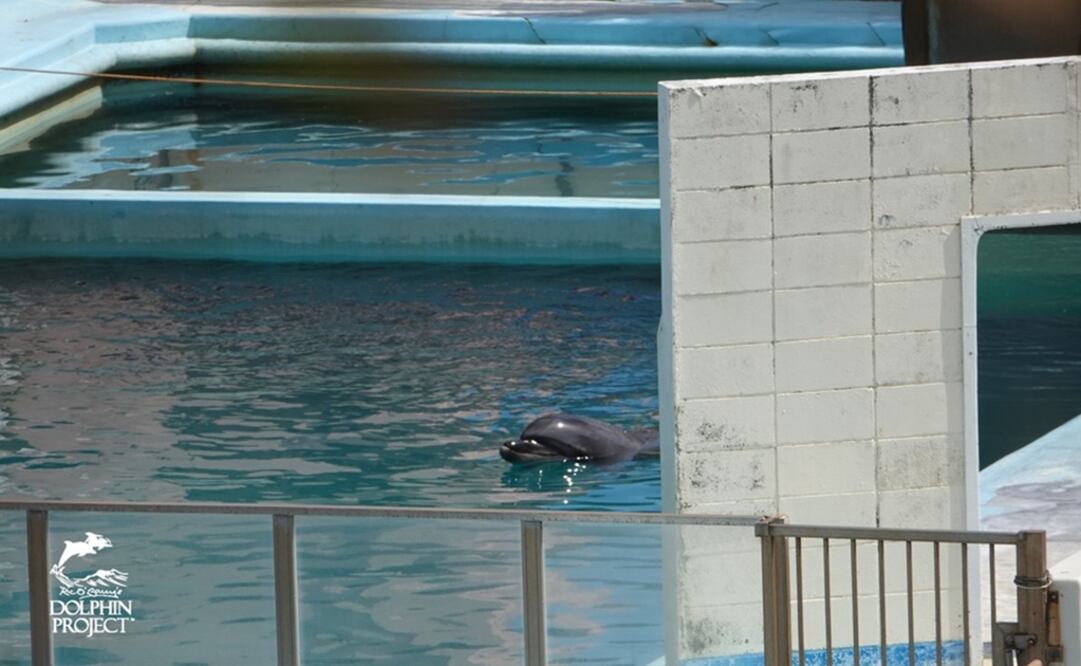 Foto tomada de Twitter: @Dolphin_Project