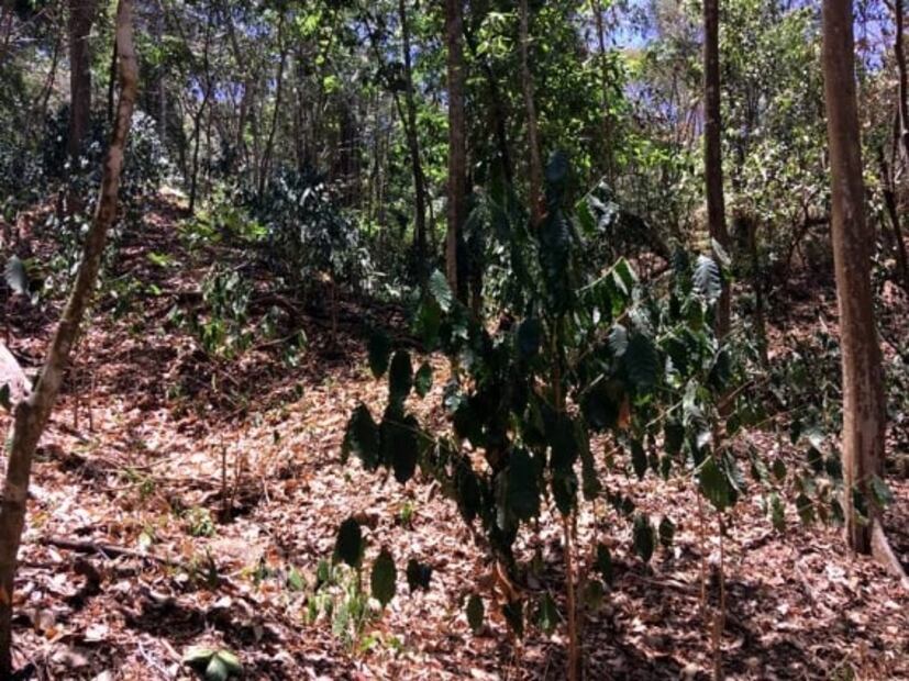 Café colimota, el futuro para las barras de especialidad