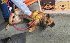 SSC y Metro realizan jornada de adopción de lomitos y michis en la Glorieta de Insurgentes; buscan hogar para animales rescatados