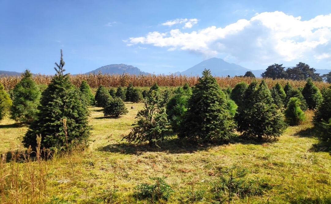 Foto: Emilio Fernández.