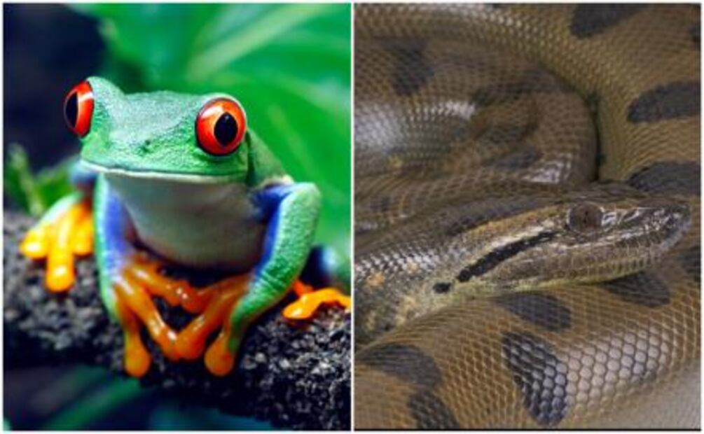 Brasil vs Costa Rica: ¿cuál tiene los destinos más asombrosos?