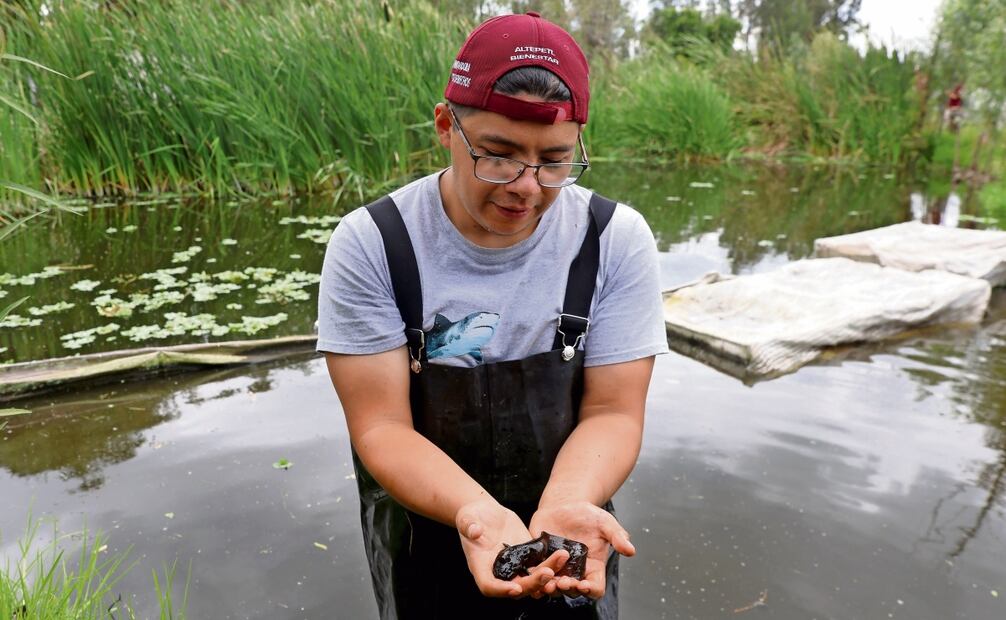 El objetivo del programa de rescate del ajolote es repoblar este nuevo centro, ubicado en la nave de la unidad 5 del vivero de la Comisión de Recursos Naturales y Desarrollo Rural. Foto: Diego Pardo | El Universal
