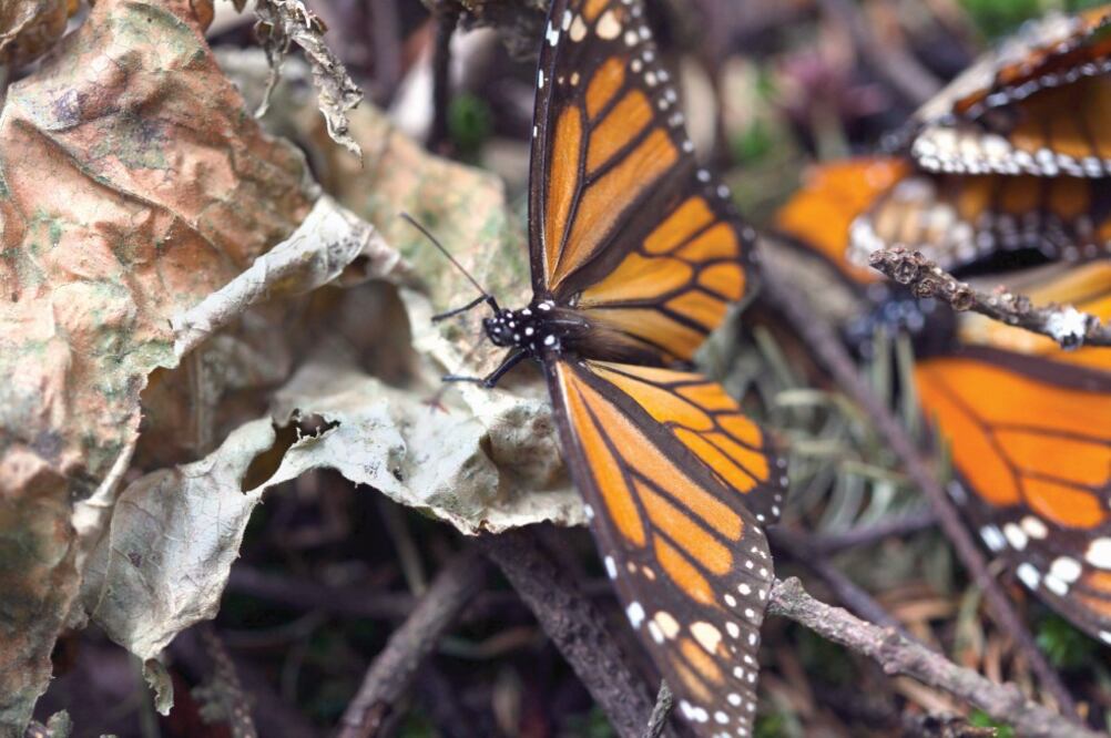 Se trata de un punto enclavado en el cerro, donde 25 árboles de oyamel albergan racimos de mariposas que se aparean durante el invierno. (FOTOS: JORGE ALVARADO. EL UNIVERSAL)