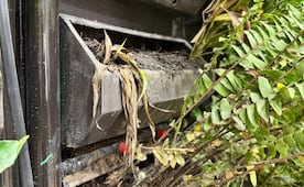 Plantas de muros verdes instaladas en Línea 2 del Metro comienzan a marchitarse; estrés hídrico, posible causa, señala especialista