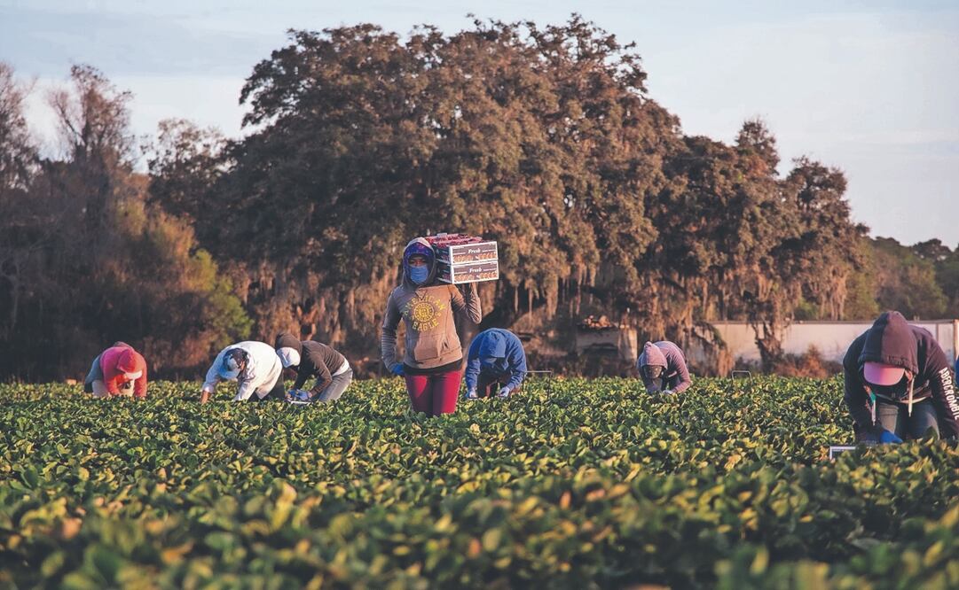 La mayoría de los oaxaqueños deportados por Estados Unidos trabajaban en campos de California y en Texas. Los que permanecen reconocen que la situación es difícil. Foto: de Juana García. El Universal