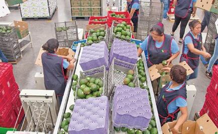 Michoacán's avocado industry is succeeding after getting rid of extortion