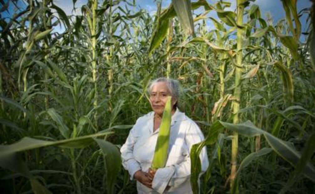 Jóvenes emprendedores difunden el maíz criollo fuera de México
