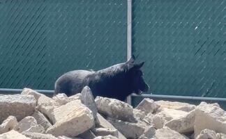 Togo, el pastor alemán que ayudó a encontrar a las víctimas del derrumbe en San Antonio Abad