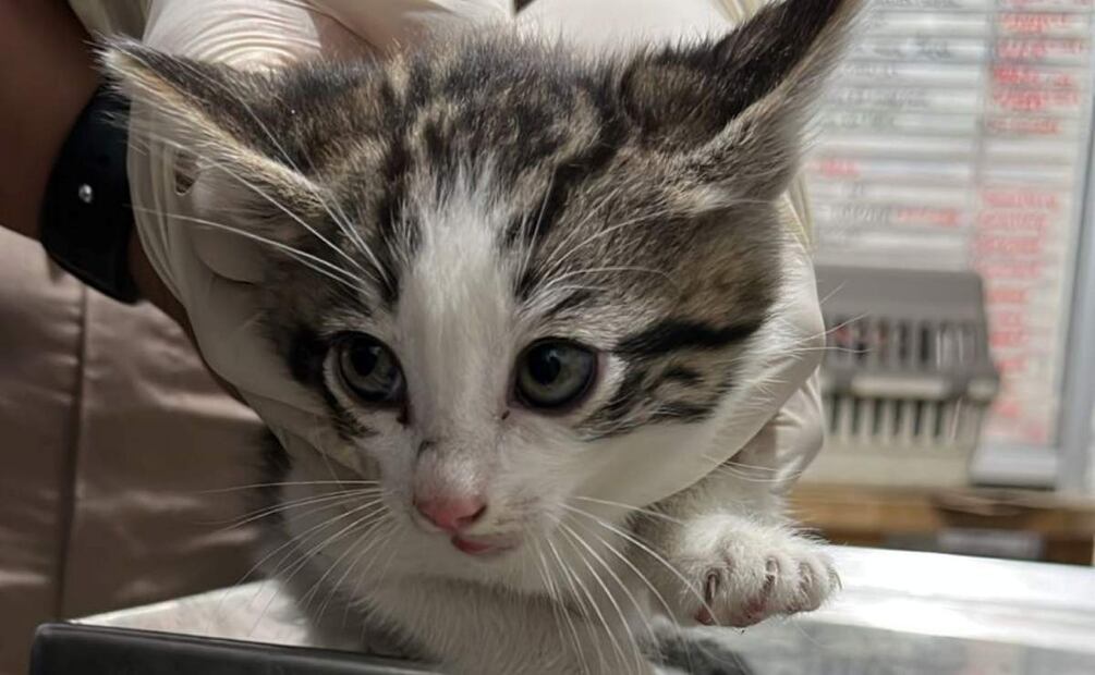 Los gatitos y perritos permanecían en  condiciones preocupantes al ser exhibidos en calles del Centro Histórico de la CDMX (09/07/2025). Foto: Especial