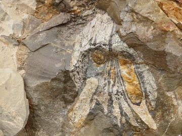 Descubren primeros fósiles de un depredador marino en el desierto de Atacama