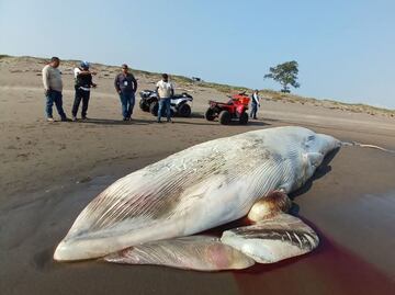 Aparece muerta ballena de 12 metros en costas del Norte de Veracruz; autoridades investigan causas del fallecimiento