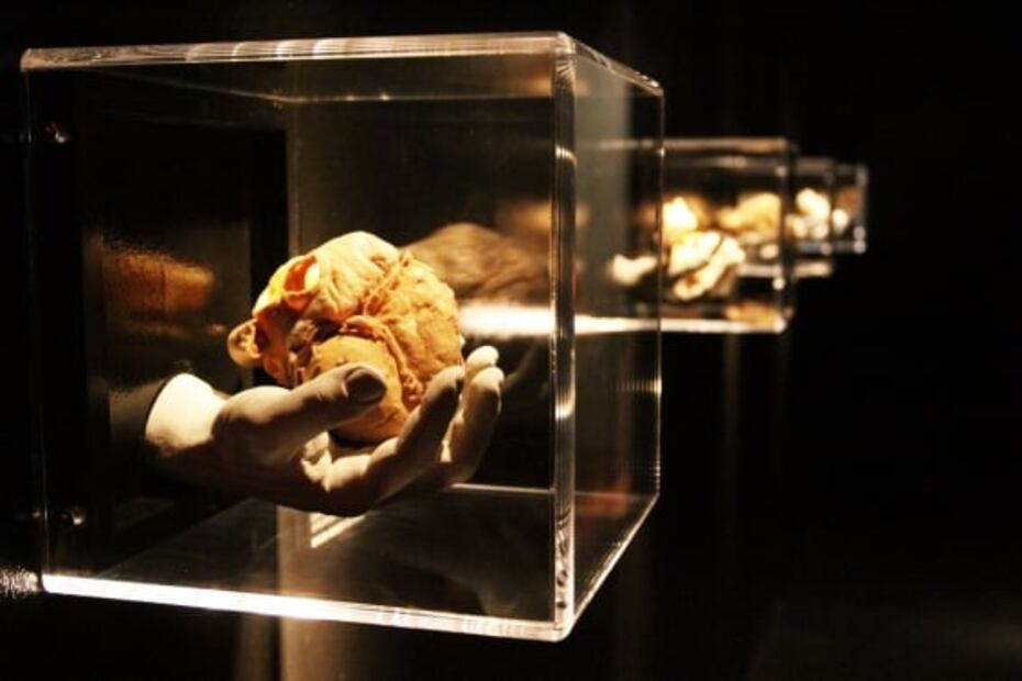 En cuerpos humanos reales exhiben efectos del Covid-19