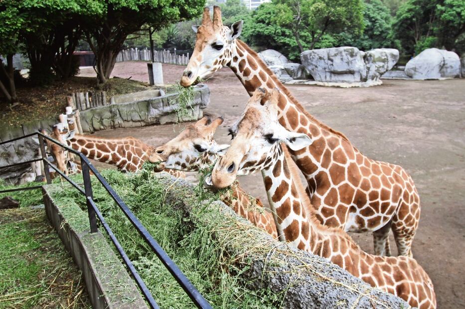 Zoológico de Chapultepec. Foto: Carlos Mejía / EL UNIVERSAL