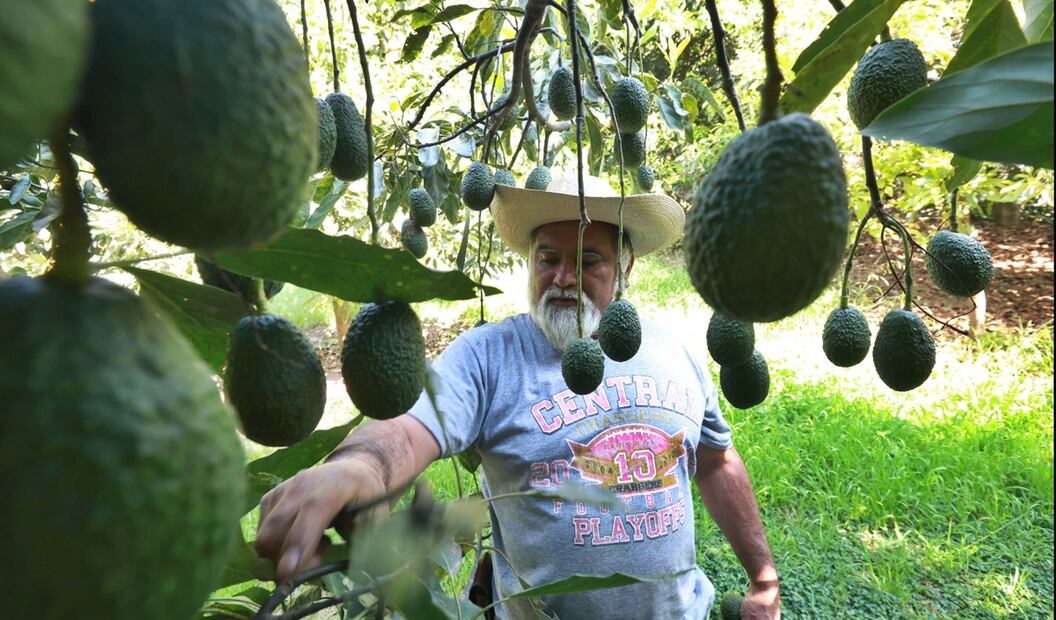 Productores de aguacate en el municipio de Donato Guerra, en el Estado de México, piden apoyo para exportar. Foto: Alejandro Vargas/EL UNIVERSAL