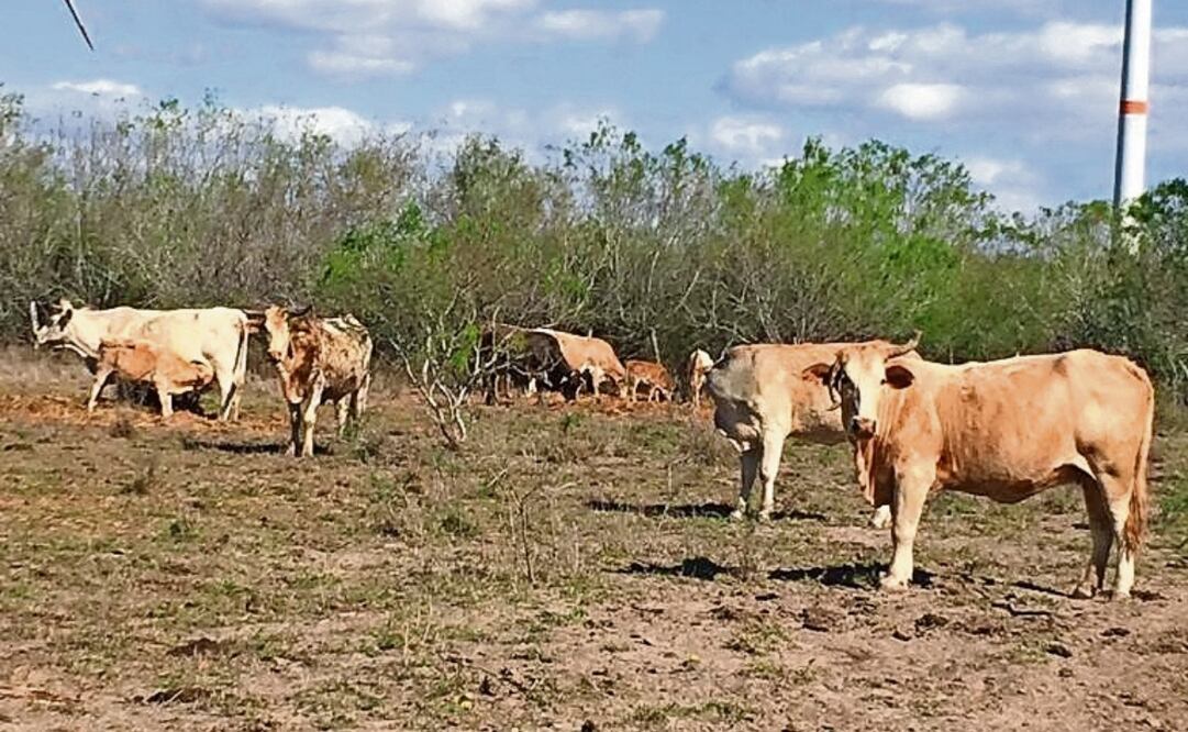 El ganado de la frontera tamaulipeca ha logrado vencer la sequía, la canícula, plagas de mosca y avispa, así como la pandemia de brucelosis. Foto: Especial