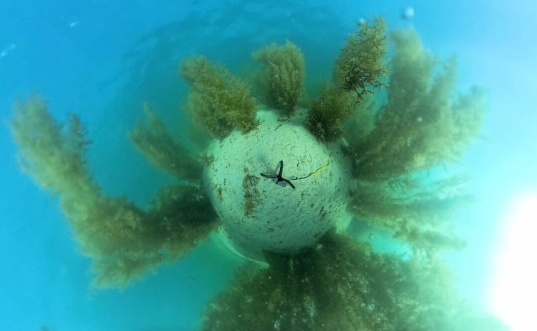 Bosque de sargazo captado con cámara 360°. | Crédito: Fabio Favoreto