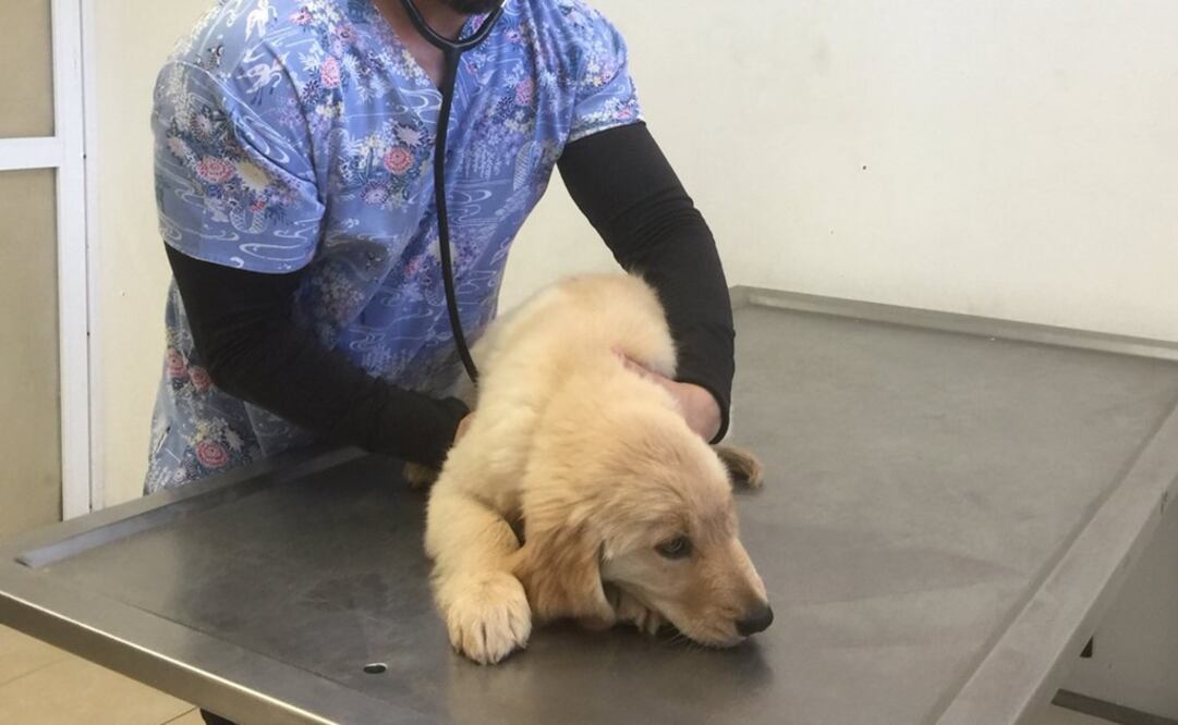 (Foto: Twitter @DioneAnguianoF)