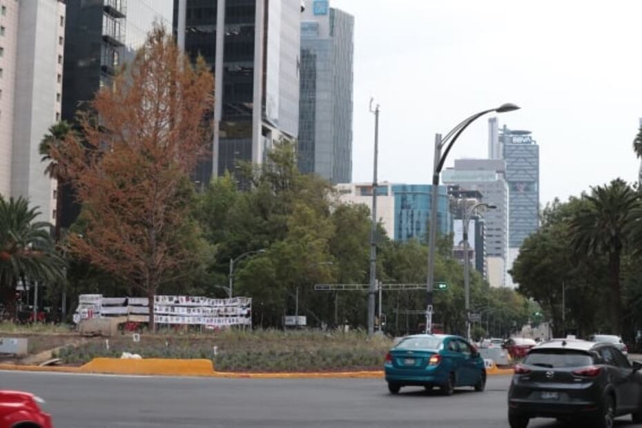 ¿El ahuehuete está seco? gobierno de la CDMX dice que está en "periodo de adaptación"