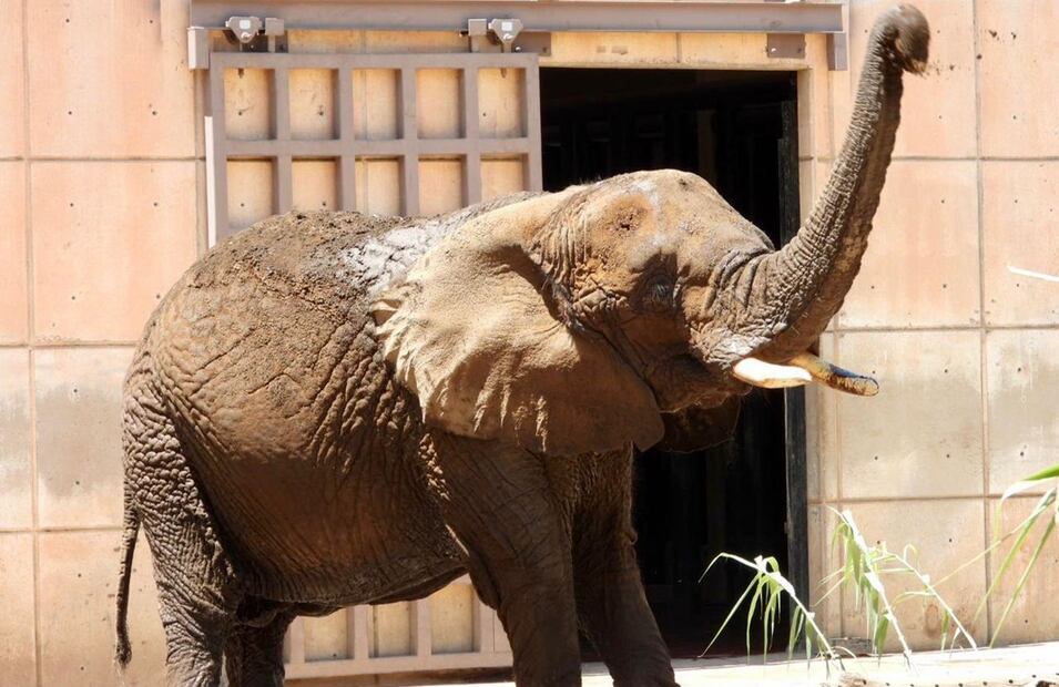 Elefanta Ely. FOTO: Especial