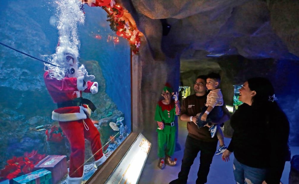 Con una villa navideña de fondo, el Santa acuático del Zoológico Guadalajara comienza a dar un espectáculo con piruetas, saluda a los visitantes a través del cristal, se toma la tradicional fotografía del recuerdo y hasta hace dominadas con un balón para las risas de los pequeños. Foto: Miguel García / EL UNIVERSAL