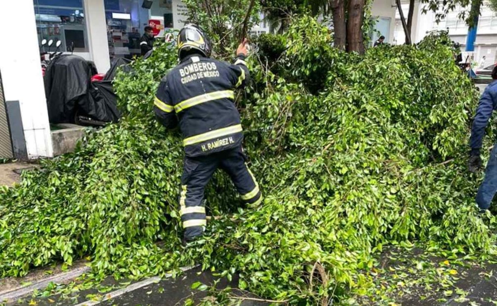 Caída de árbol en calles de la alcaldía Benito Juárez  Junio 16 2025 / Foto: @Bomberos_CDMX