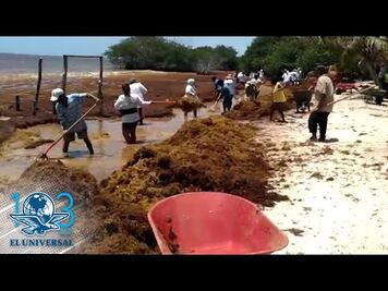 Así inicia el retiro de sargazo en playas de Quintana Roo
