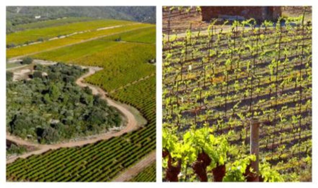 México, la meca del vino