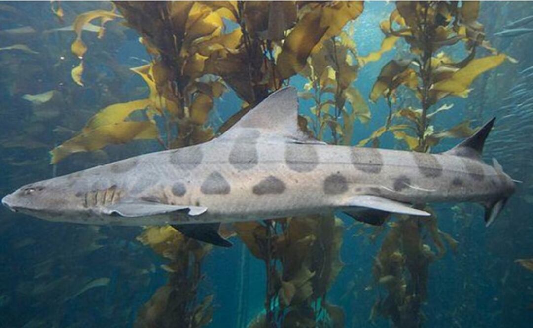 Los tiburones leopardo habitan en la costa norteamericana del Pacífico. (FOTO: Especial)