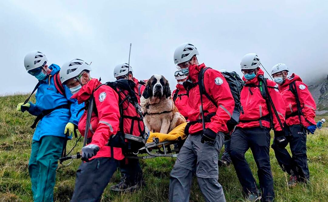 La perra Daisy se sentó y se negó a levantarse por lo cual se llamó a los socorristas (Foto: AP)