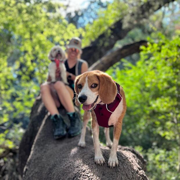 Viajar con tu mascota Foto: San Perro