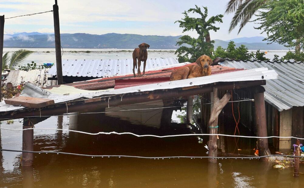 De acuerdo con autoridades, perros, gatos y gallinas también se vieron  afectados por el paso del huracán "John", de las cuales algunas se ahogaron. Foto: Valente Rosas/EL UNIVERSAL
