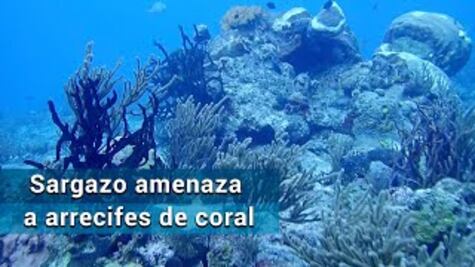 ¿Cómo salvar los arrecifes?