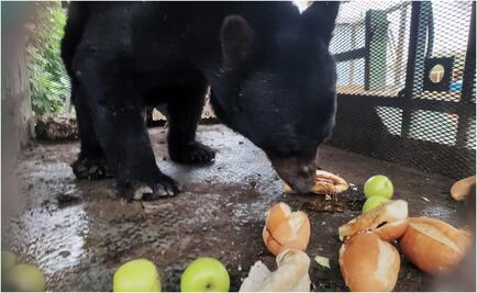 ¡No quería regresar a la sierra! Liberan a oso rescatado en Coahuila; estaba deshidratado y desnutrido