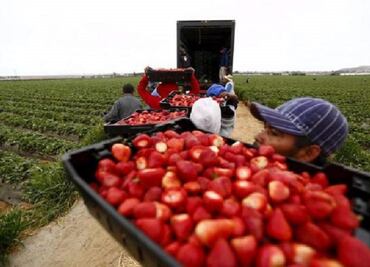Picking strawberries in Mexico for U.S. tables leaves workers asking for more